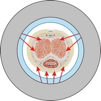 эффективное воздействие на пещеристые тела